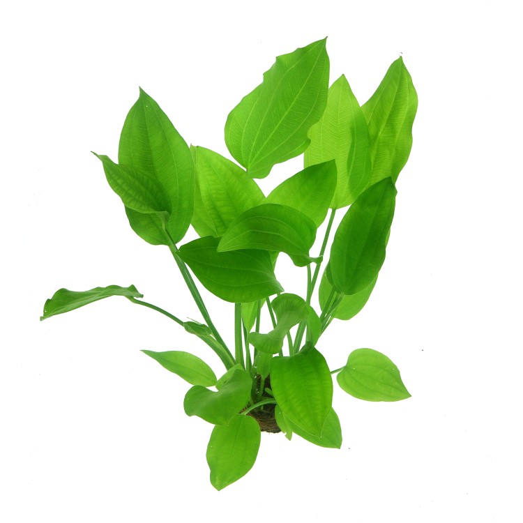 Planta acvariu Echinodorus Argentinensis Dennerle - imagine 5